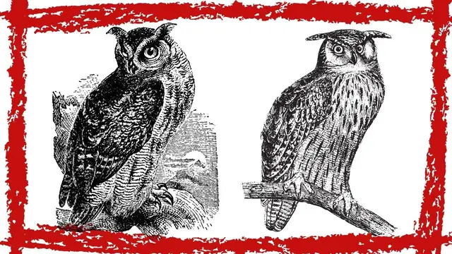 Video thumbnail for Great Horned Owl (Bubo virginianus) Call| Great Horned Owl Sound | Great Horned Owl  Video