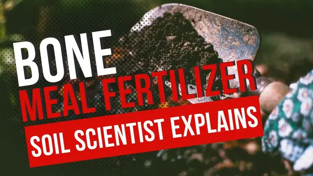 Video thumbnail for How To Use Bone Meal Fertilizer. Does Bone Meal Stop Blossom End Rot? Is Bone Meal A Complete Fert?