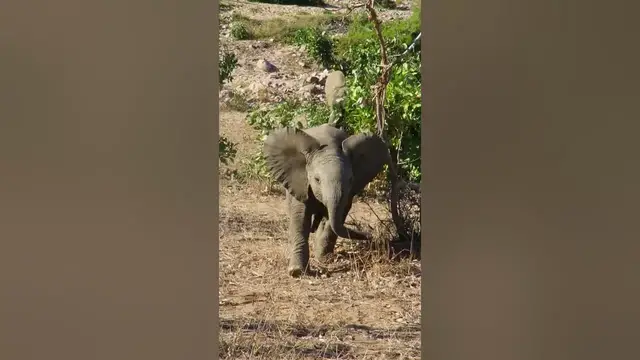 'Video thumbnail for Baby elephant charges and puts on a show'