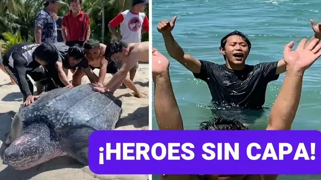 Video thumbnail for Tortuga GIGANTE regresa al mar gracias a heroicos jóvenes 🐢