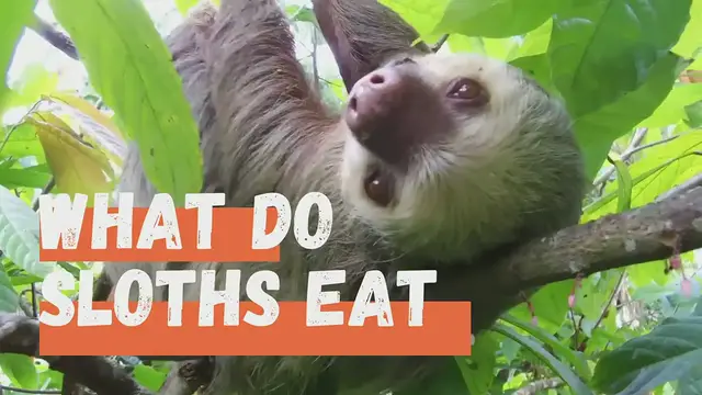 Video thumbnail for What Do Sloths Eat - Sloths Diet In the Wild & In Captivity