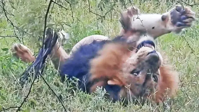 'Video thumbnail for 300kg Lion vs Fly'