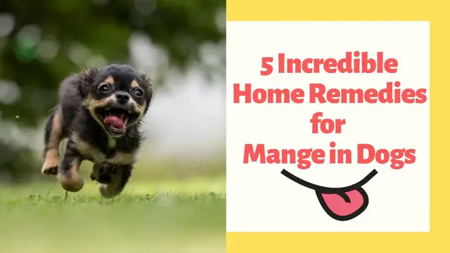 'Video thumbnail for 5 Effective Home Remedies for Mange in Dogs'