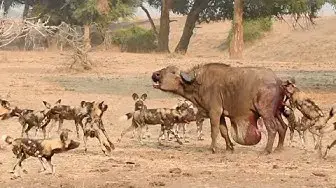Video thumbnail for Wild Dogs Pop Huge Pimple on Buffalo