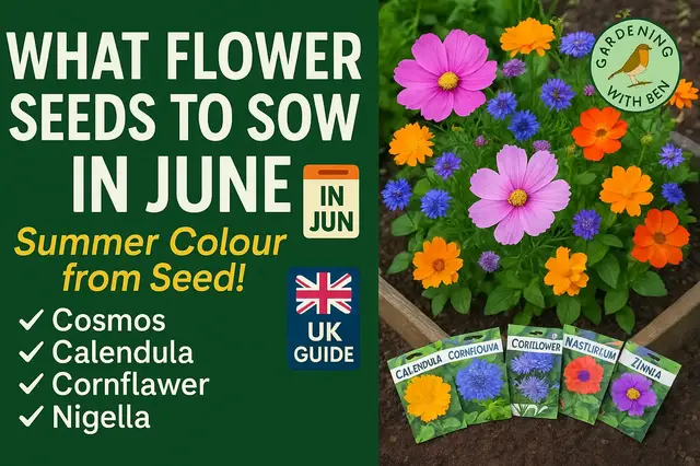 'Video thumbnail for What Flower Seeds to Sow in June | Summer Colour from Seed!'