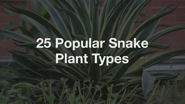 'Video thumbnail for 25 Popular Snake Plant Types'