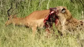 Video thumbnail for Half an Impala Tries Escaping Hyena