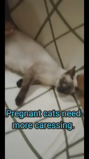'Video thumbnail for Pregnant Cats Need Caressing'