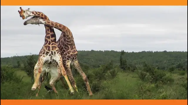 Video thumbnail for Giraffes Fighting