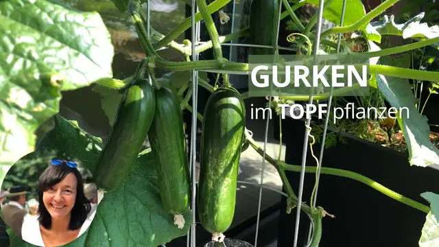 Video thumbnail for Gurken im Topf richtig pflanzen - die wichtigsten Tipps
