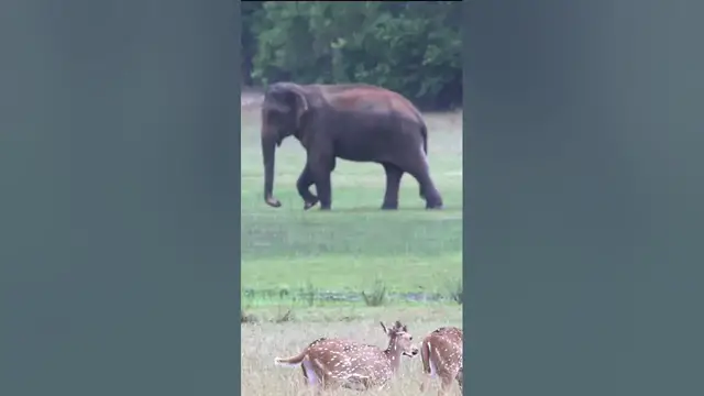 Video thumbnail for Elephant backdrop #shorts