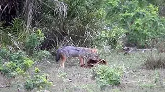 Video thumbnail for Jackal carrying a deer skin | Wilpattu national park