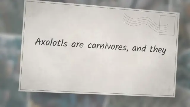 'Video thumbnail for What Worms Do Axolotls Eat?'