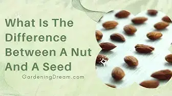 Video thumbnail for What Is The Difference Between A Nut And A Seed