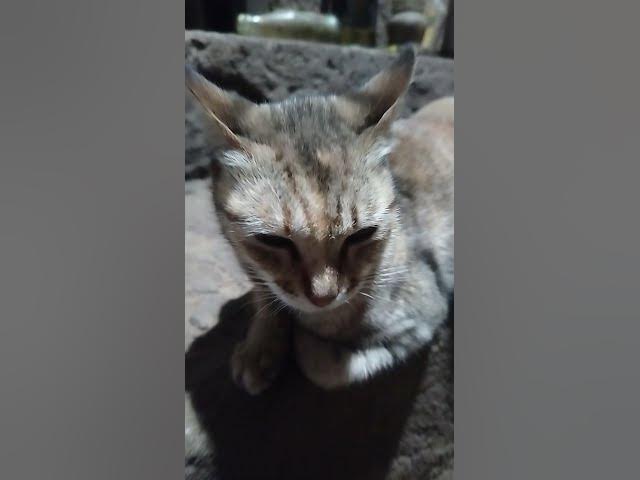 Video thumbnail for Cat Chilling