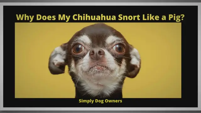 Video thumbnail for Why Does My Chihuahua Snort Like a Pig?