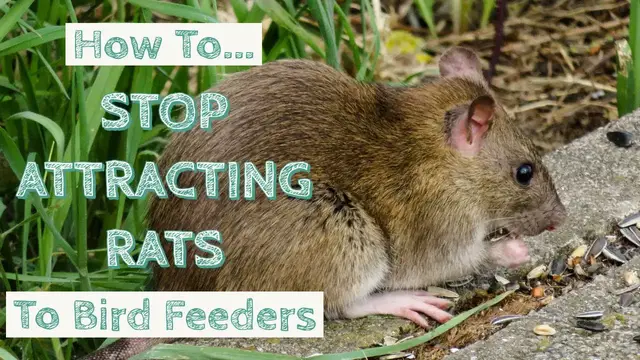 Video thumbnail for How To Stop Attracting Rats To Bird Feeders