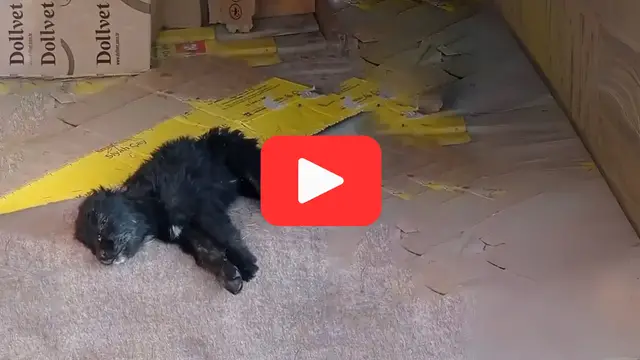 Video thumbnail for Crying in Pain for Days, a Puppy’s Owner Chose to Do Nothing