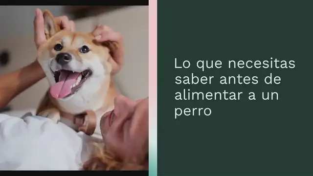 Video thumbnail for Alimentos para perros recomendados, autorizados y tóxicos