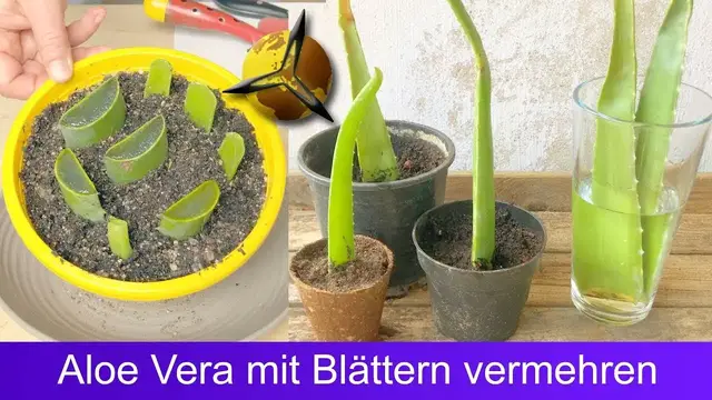 Video thumbnail for Aloe Vera mit Blättern Stecklingen vermehren?