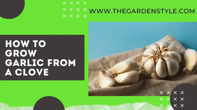 'Video thumbnail for How to Grow Garlic From a Clove: The Easiest & Fastest Way 🧄'