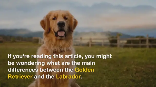 Video thumbnail for Golden Retriever vs Labrador : Which one to choose?