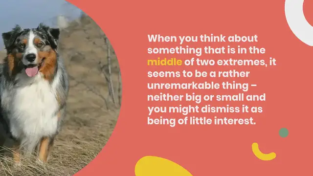 Video thumbnail for 200+ Names for Medium-Sized Dogs