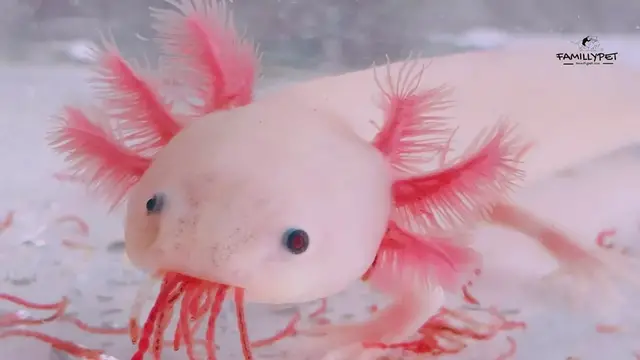 Video thumbnail for what do axolotls eat ?