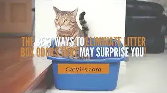 Video thumbnail for THE BEST WAYS TO ELIMINATE LITTER BOX ODORS