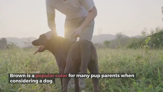 Video thumbnail for 200+ Brown Dog Names For Your Pup