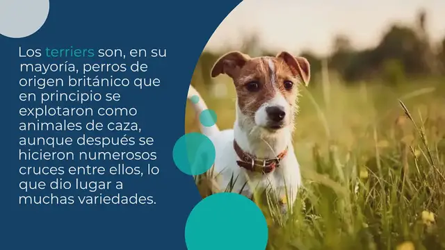 Video thumbnail for 20 Razas de Perros Terrier (¡Con Fotos!)
