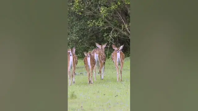 Video thumbnail for Spotted deer herd #shorts