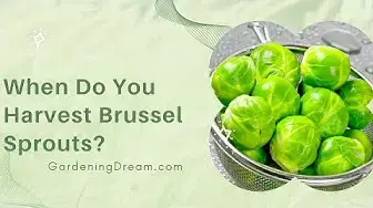 Video thumbnail for When Do You Harvest Brussel Sprouts