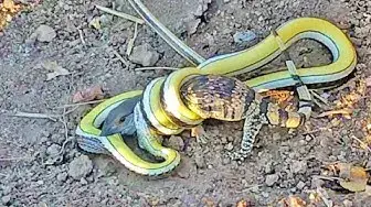 Video thumbnail for Lizard Fights Snake to Try Escape