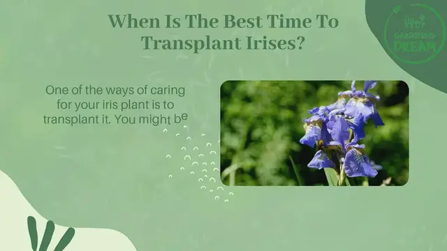 Video thumbnail for When Is The Best Time To Transplant Irises?