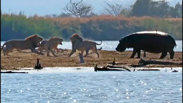 Video thumbnail for Male Lions Attacking Another Lion Get Interrupted by Elephants & Hippos