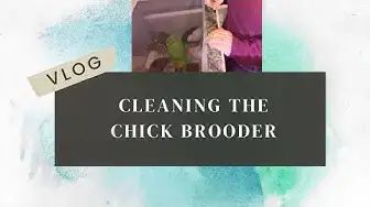 Video thumbnail for Cleaning The Chick Brooder Day 2372 Experimental Homesteader
