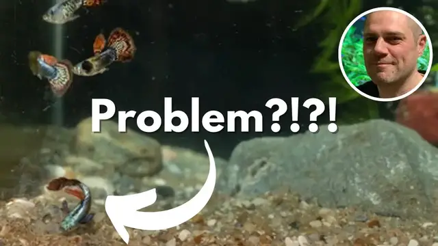 'Video thumbnail for Why is my Guppy Laying on the Bottom of the Tank? 8 REASONS YOUR GUPPY IS LAYING ON THE SUBSTRATE!'
