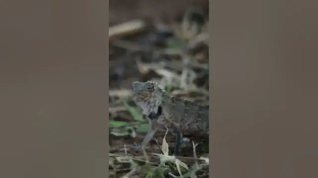 Video thumbnail for Common Garden Lizard #shorts