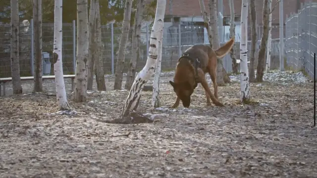 'Video thumbnail for How much does it cost to train a dog? - Dog Pricing'