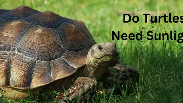 'Video thumbnail for Do Turtles Need Sunlight'