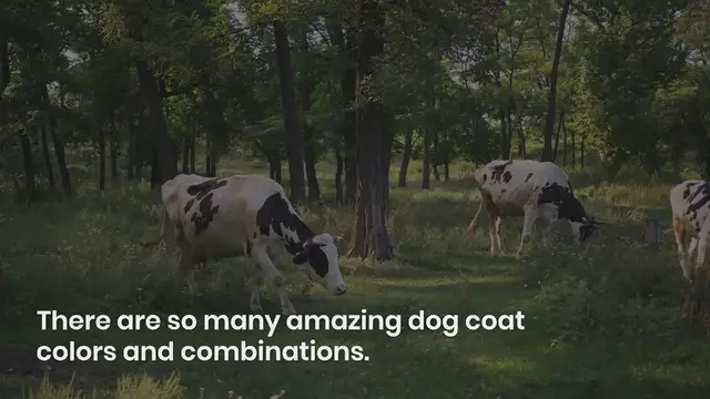 Video thumbnail for 110+ Black and White Dog Names (With Meanings!)