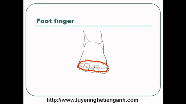 Video thumbnail for Learn English Vocabulary Through Pictures - Topic - Human Body Lesson 01