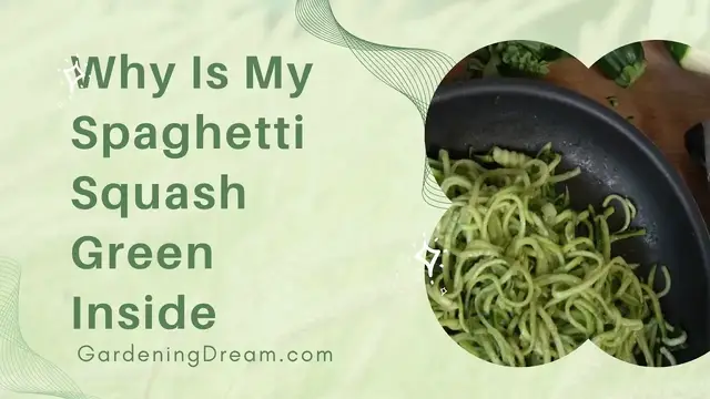 'Video thumbnail for Why Is My Spaghetti Squash Green Inside'