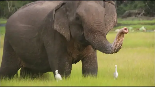 Video thumbnail for Beautiful elephant eating grass inside the lake in Wilpattu national park, Sri Lanka