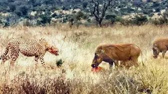 Video thumbnail for Family of Warthogs Steal and Eat Cheetah's Meal