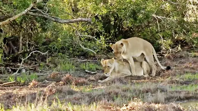 Video thumbnail for These Lionesses Have a Special Relationship
