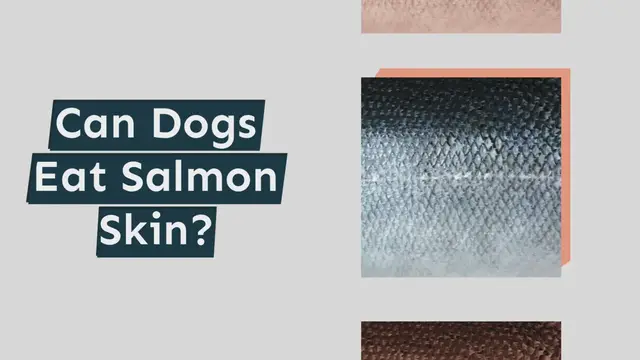 Video thumbnail for Can Dogs Eat Salmon Skin