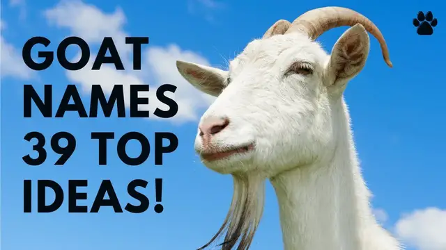 Video thumbnail for Goat Names 39 TOP & CUTE & TOP Boy & Girl Ideas