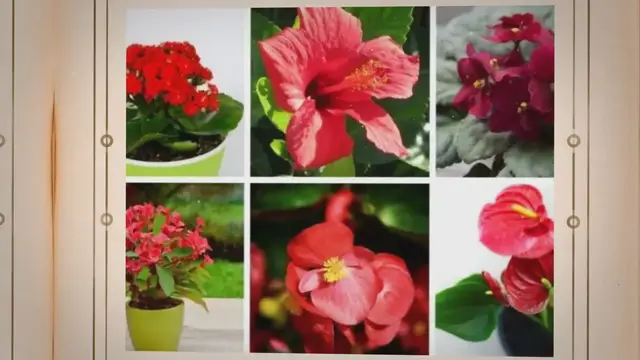 'Video thumbnail for 15 wunderschöne Zimmerpflanzen mit roten Blüten'